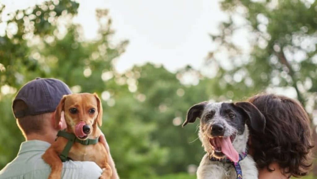 what-is-element-series-dog-food-a-comprehensive-guide-for-pet-owners